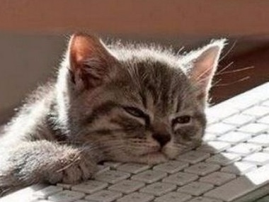 current-mood-cat-exhausted-meme.jpg